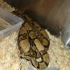 Rehome large friendly boa