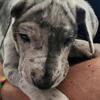 LANA is a BLUE MERLE Great Dane