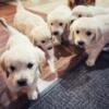 Irish creme golden retriever puppies