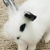 Frostbite - loving sweet lionhead buck 7 months