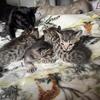 Exotic Savannah x Lynx kittens 