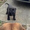 6wk old cane corso BoerBoel mix