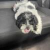 7month old Cavapoo-Family Friendly