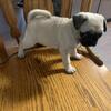 Pug Female Puppy