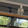 Pigeons for sale or trade