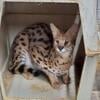 Serval pair looking for new digs