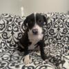 American Pit Bull terrier puppies for sale