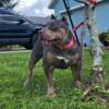 Blue tri-color American bully Female