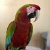 Young trained quiet tame macaw