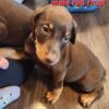 8 wks old akc registered doberman puppies ready for new homes