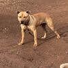 AMERICAN PITBULL TERRIER.1 year old  MALE 