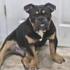 IOEBA Olde English Bulldogge