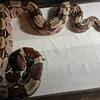 RTB female Guyana boa 