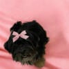 ADORABLE YORKIE SHIH TZU GIRL