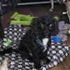 Toy Poodle Puppy