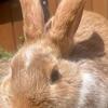 New Zealand bunny rabbits breeding aged