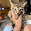 Female bengal kitten for sale