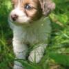 Hypoallergenic Shihpoo Puppies  Will be TINY!