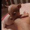 Rehoming Chihuahua pups