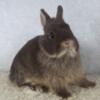 Purebred Netherland Dwarf Bunny Rabbit Chocolate Otter Doe