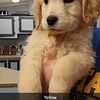 AKC golden retriever puppies