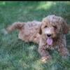 Mini female goldendoodle for rehoming