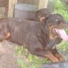 Free German Male rottweiler