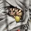 Sugar Glider Pair – Cage Included – Ready for New Home
