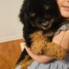 Aussiedoodle Boy 3 months old.