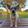 Australian Cattle Dogs for sale