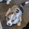 Corgi Wiggly