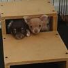 Chihuahuas 7-8 weeks long hair