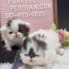 Flat face Persian kittens all CFA registered