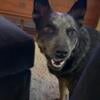 Free: Blue heeler / Australian cattle dog