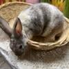 Male Mini Rex Rabbit