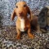 Miniature Dachshund female puppy available.