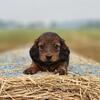 Red Line Miniature Dachshunds