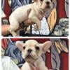 10 week old fluffy carrier French bulldog puppies