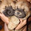 6 week Chow Chow puppies for sale