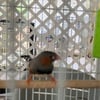 Male zebra finch