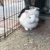 Lionhead Bunnies