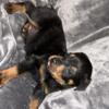 Akc German  Rottweiler puppy