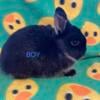 Baby Netherland Dwarf Bunnies