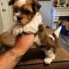 Shih tzu yorkshire terrier hybrid "shorkie"