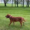 2026 Farm Raised AKC and CKC Registered Chocolate Labrador Retriever Puppies