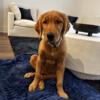 Golden Retriever Puppy Rehome