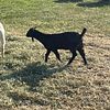 Boer and boer/cross goats