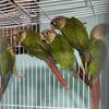 Conure babies needing a home