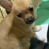 Chihuahua puppies for sale