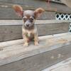 Pur breed Teacup Chihuahua puppies Ready for Forever Homes